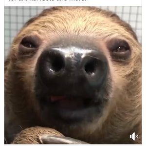 Meet your Posher, Sam